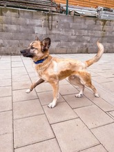 JAMAL, Hund, Mischlingshund in Slowakische Republik - Bild 15