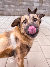 JAMAL, Hund, Mischlingshund in Slowakische Republik - Bild 16