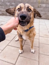 JAMAL, Hund, Mischlingshund in Slowakische Republik - Bild 17