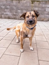 JAMAL, Hund, Mischlingshund in Slowakische Republik - Bild 18