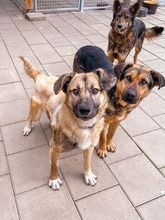 JAMAL, Hund, Mischlingshund in Slowakische Republik - Bild 19