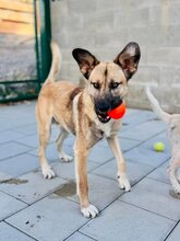 JAMAL, Hund, Mischlingshund in Slowakische Republik - Bild 2