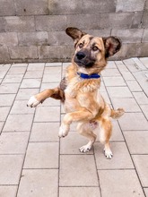 JAMAL, Hund, Mischlingshund in Slowakische Republik - Bild 21