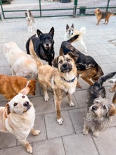 JAMAL, Hund, Mischlingshund in Slowakische Republik - Bild 24