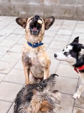 JAMAL, Hund, Mischlingshund in Slowakische Republik - Bild 25