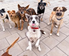 JAMAL, Hund, Mischlingshund in Slowakische Republik - Bild 26
