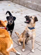 JAMAL, Hund, Mischlingshund in Slowakische Republik - Bild 27