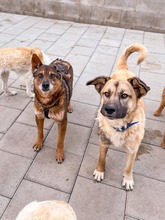 JAMAL, Hund, Mischlingshund in Slowakische Republik - Bild 28