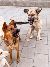 JAMAL, Hund, Mischlingshund in Slowakische Republik - Bild 30