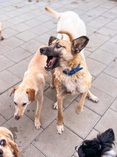 JAMAL, Hund, Mischlingshund in Slowakische Republik - Bild 31