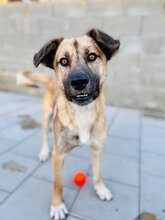 JAMAL, Hund, Mischlingshund in Slowakische Republik - Bild 32