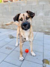 JAMAL, Hund, Mischlingshund in Slowakische Republik - Bild 33