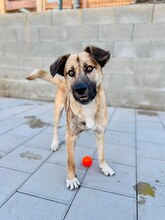JAMAL, Hund, Mischlingshund in Slowakische Republik - Bild 34