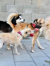 JAMAL, Hund, Mischlingshund in Slowakische Republik - Bild 35