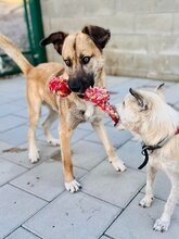 JAMAL, Hund, Mischlingshund in Slowakische Republik - Bild 36