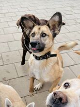 JAMAL, Hund, Mischlingshund in Slowakische Republik - Bild 37
