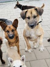 JAMAL, Hund, Mischlingshund in Slowakische Republik - Bild 38