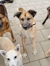JAMAL, Hund, Mischlingshund in Slowakische Republik - Bild 39