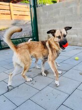 JAMAL, Hund, Mischlingshund in Slowakische Republik - Bild 4