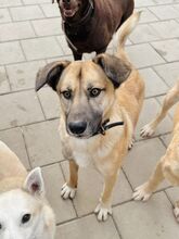 JAMAL, Hund, Mischlingshund in Slowakische Republik - Bild 40