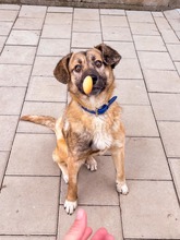 JAMAL, Hund, Mischlingshund in Slowakische Republik - Bild 5