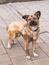 JAMAL, Hund, Mischlingshund in Slowakische Republik - Bild 8