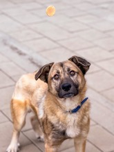 JAMAL, Hund, Mischlingshund in Slowakische Republik - Bild 9