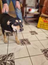 ELA, Hund, Mischlingshund in Rumänien - Bild 4