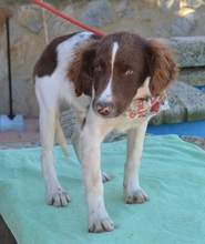 FILIPO, Hund, Epagneul Breton in Spanien - Bild 2