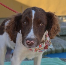 FILIPO, Hund, Epagneul Breton in Spanien - Bild 4