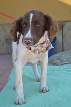 FILIPO, Hund, Epagneul Breton in Spanien - Bild 5