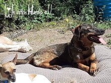 TATONKA, Hund, Mischlingshund in Kirchzell - Bild 1
