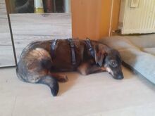 TATONKA, Hund, Mischlingshund in Kirchzell - Bild 12