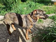 TATONKA, Hund, Mischlingshund in Kirchzell - Bild 19