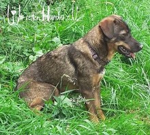 TATONKA, Hund, Mischlingshund in Kirchzell - Bild 20