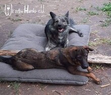 TATONKA, Hund, Mischlingshund in Kirchzell - Bild 24