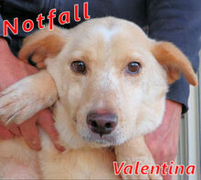VALENTINA, Hund, Mischlingshund in Italien - Bild 1