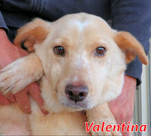 VALENTINA, Hund, Mischlingshund in Italien - Bild 2