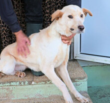 VALENTINA, Hund, Mischlingshund in Italien - Bild 7