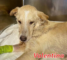 VALENTINA, Hund, Mischlingshund in Italien - Bild 8