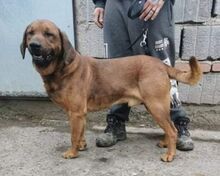 LEO2, Hund, Bayerischer Gebirgsschweißhund in Slowakische Republik - Bild 2