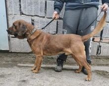 LEO2, Hund, Bayerischer Gebirgsschweißhund in Slowakische Republik - Bild 3