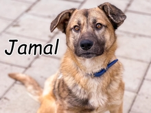 JAMAL, Hund, Mischlingshund in Slowakische Republik - Bild 1