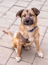JAMAL, Hund, Mischlingshund in Slowakische Republik - Bild 2