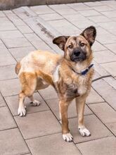 JAMAL, Hund, Mischlingshund in Slowakische Republik - Bild 3