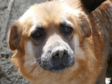 EMILY, Hund, Mischlingshund in Rumänien - Bild 1