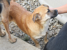 EMILY, Hund, Mischlingshund in Rumänien - Bild 10