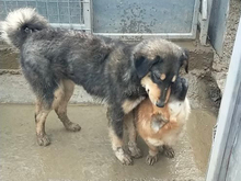 EMILY, Hund, Mischlingshund in Rumänien - Bild 11