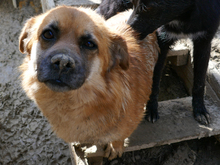 EMILY, Hund, Mischlingshund in Rumänien - Bild 2