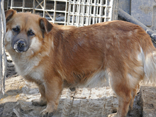 EMILY, Hund, Mischlingshund in Rumänien - Bild 3